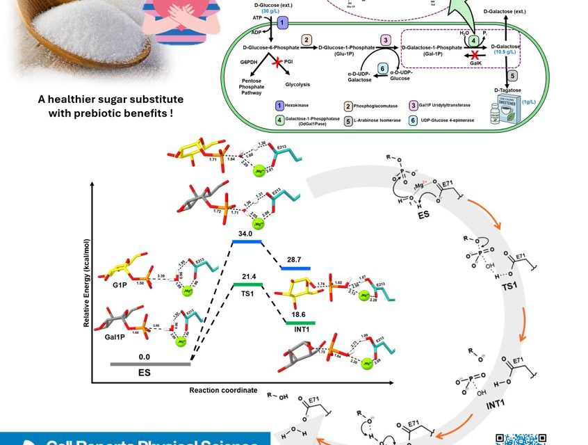 Reversal of the Leloir pathway to promote galactose and tagatose synthesis from glucose
