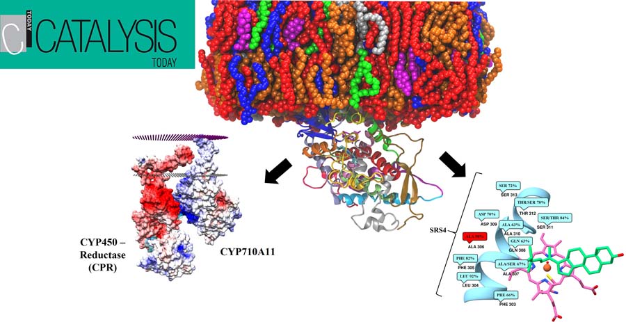 Extensive Modelling and Quantum Chemical Study of Sterol C-22 Desaturase mechanism: a commercially important Cytochrome P450 family