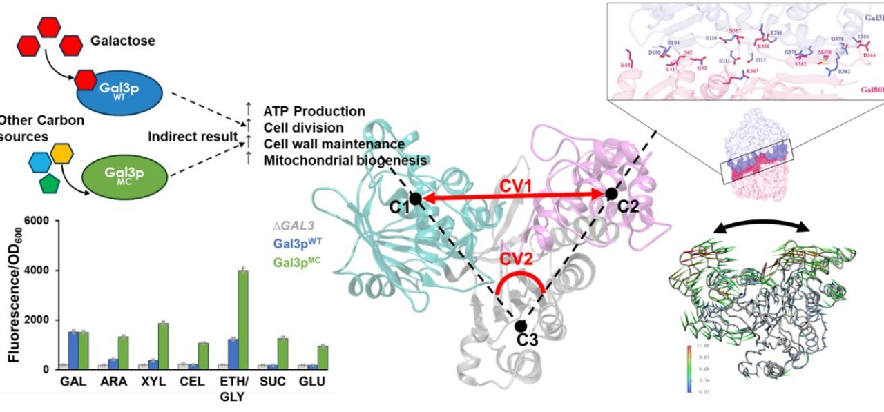 TOWARDS UNIVERSAL SYNTHETIC HETEROTROPHY USING A METABOLIC COORDINATOR